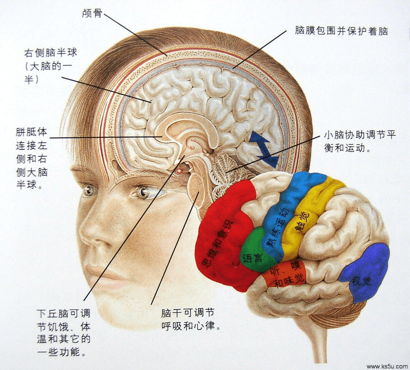 最新大腦功能分布圖揭示人類心智的奧秘